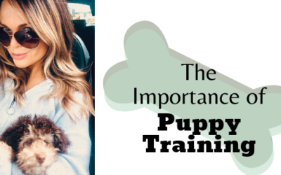 The Importance of Puppy Training
