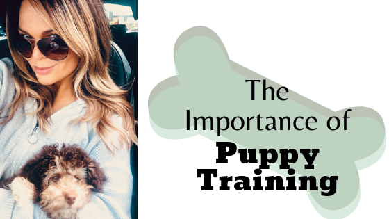 The importance of puppy training