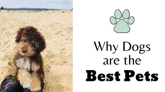 Why dogs are the best pets lisa marie bourke